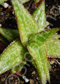 Aloe juvenna